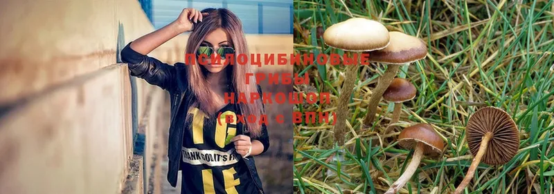 Галлюциногенные грибы MAGIC MUSHROOMS  купить наркоту  MEGA онион  Мглин 